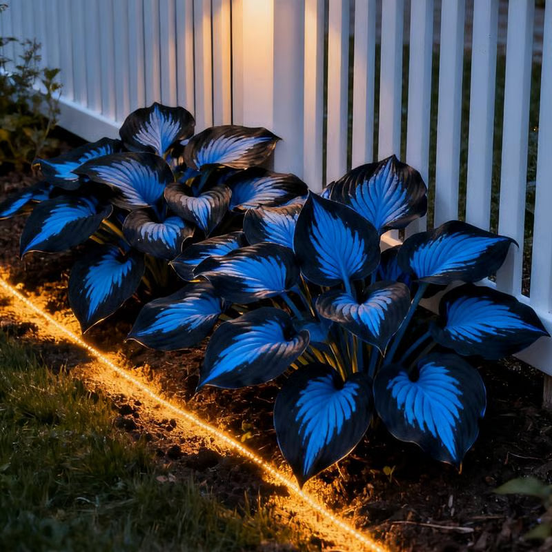 Shade-Tolerant and Cold-Hardy Hosta Flowers
