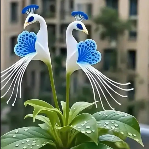 Peacock Flower Bulbs — Plant hope, watch splendor bloom!🌸🌸