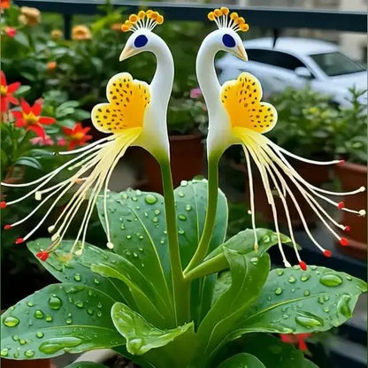 Peacock Flower Bulbs — Plant hope, watch splendor bloom!🌸🌸