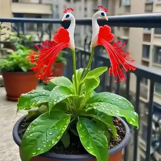 Peacock Flower Bulbs — Plant hope, watch splendor bloom!🌸🌸