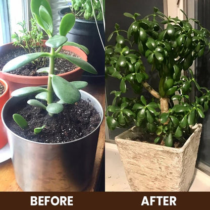 Soil Activator 100 gm Pack of 1