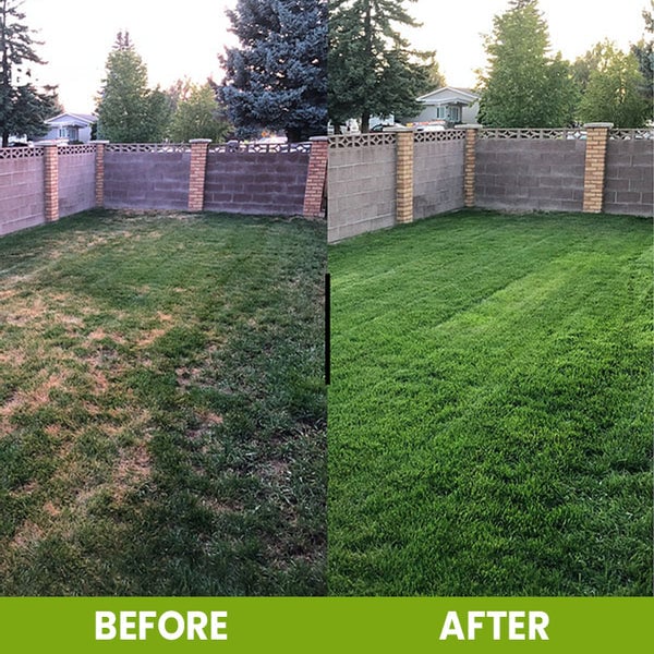 Soil Activator 100 gm Pack of 1